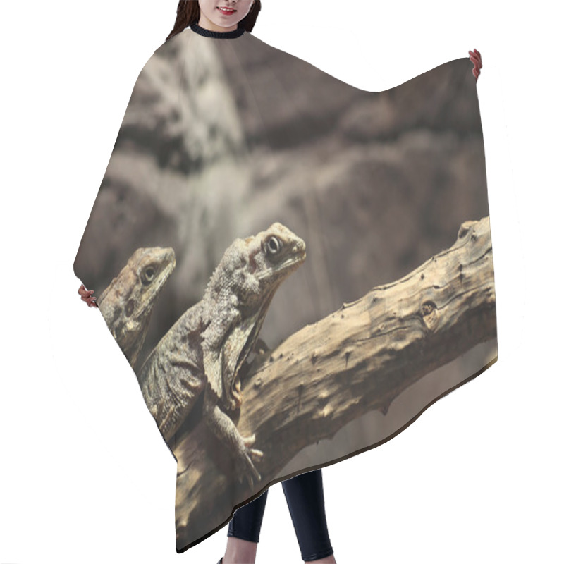 Personality  Two Frill-necked Lizard On A Tree Hair Cutting Cape