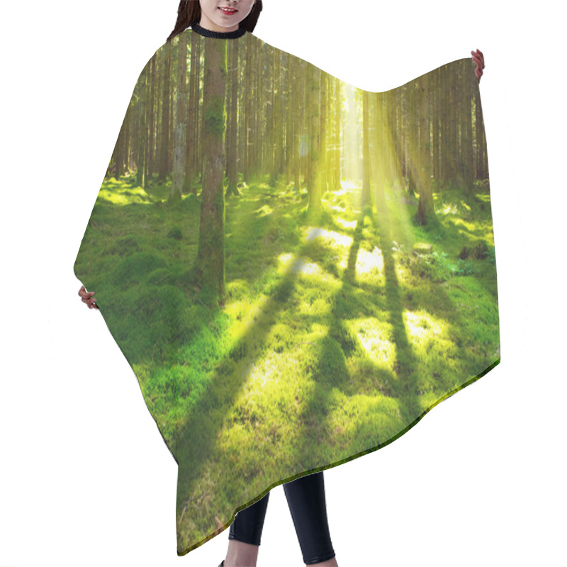 Personality  Bright Sun In The Forest  . Hair Cutting Cape