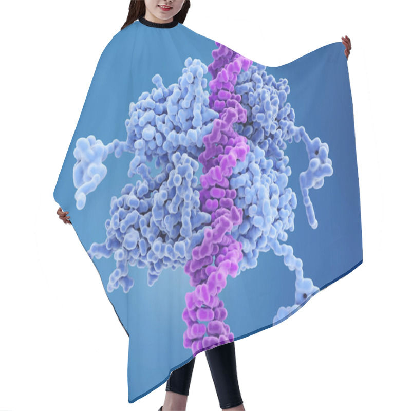 Personality  P53 Bound To DNA P53 Prevents Cancer Formation And Acts As A Guardian Of The Genome. Mutations In The P53 Gene Contribute To About Half Of The Cases Of Human Cancer. 3d Rendering. Illustration Hair Cutting Cape