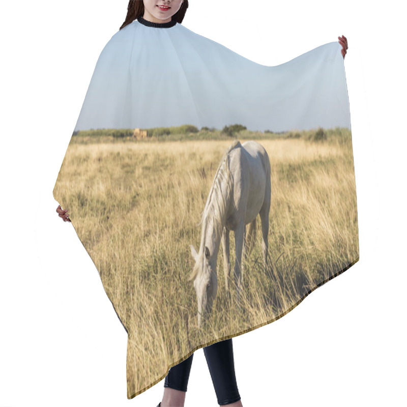 Personality  Beautiful White Horse Grazing On Pasture, Provence, France  Hair Cutting Cape