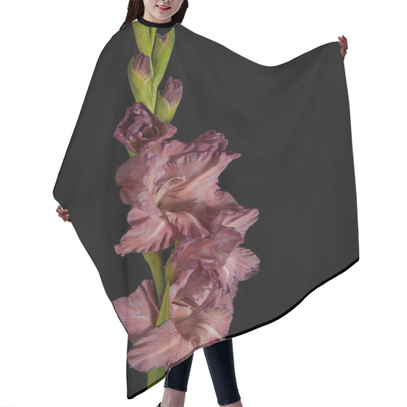 Personality  Close-up View Of Beautiful Fresh Violet Gladiolus Flowers And Buds Isolated On Black  Hair Cutting Cape