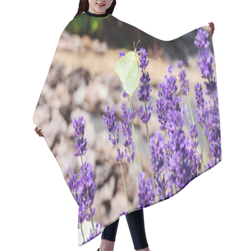 Personality  Brimstone Butterfly Sits On A Purple Lavender Flower. Plants That Attract Butterflies And Other Insects. Beautiful Lavender Bush In The Garden With Pine Bark Mulch. Landscaping In Provencal Style. Hair Cutting Cape