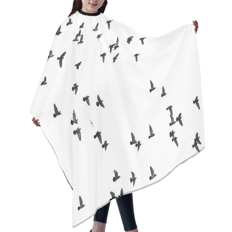 Personality  Flocks Of Flying Pigeons Isolated On White Background. Clipping Path. Hair Cutting Cape