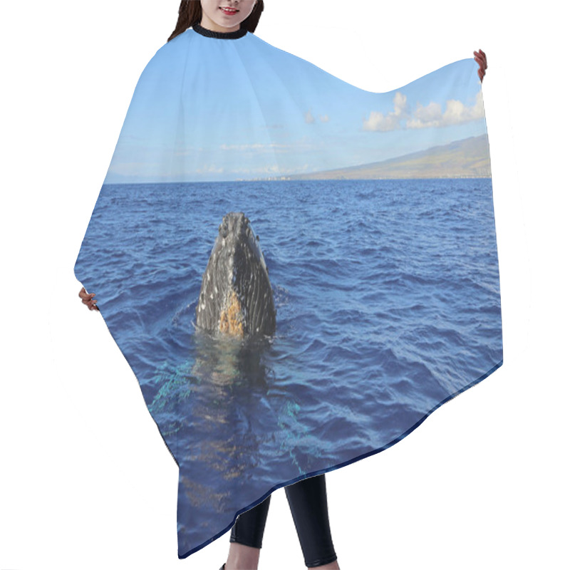 Personality  Maui And Whales Head - Humpback Whale, Maui, Hawaii Hair Cutting Cape