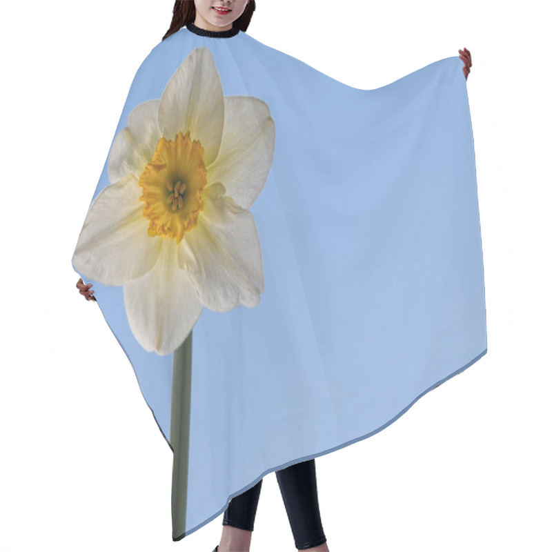 Personality  Flower, Narcissus, Close-up Narcissus Bloom. Hair Cutting Cape