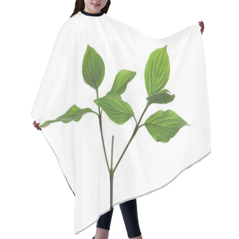 Personality  Branch With Green Leaves On White Background Hair Cutting Cape