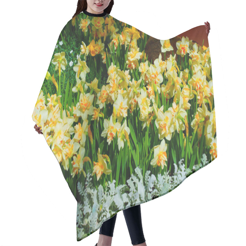 Personality  Beautiful Display Of Yellow Daffodils Surrounded By Green Foliage And White Plants In A Garden Setting. Hair Cutting Cape