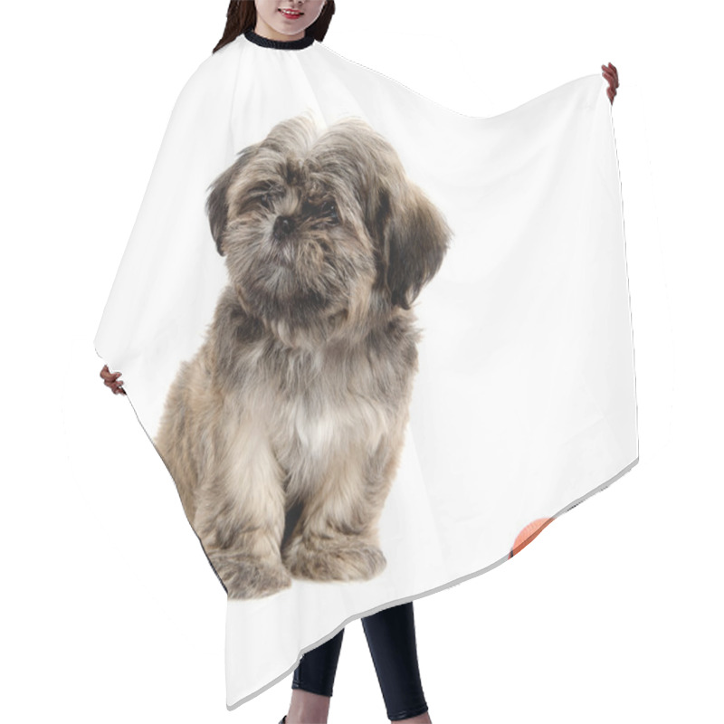 Personality  Shih Tzu Playing With Ball Hair Cutting Cape