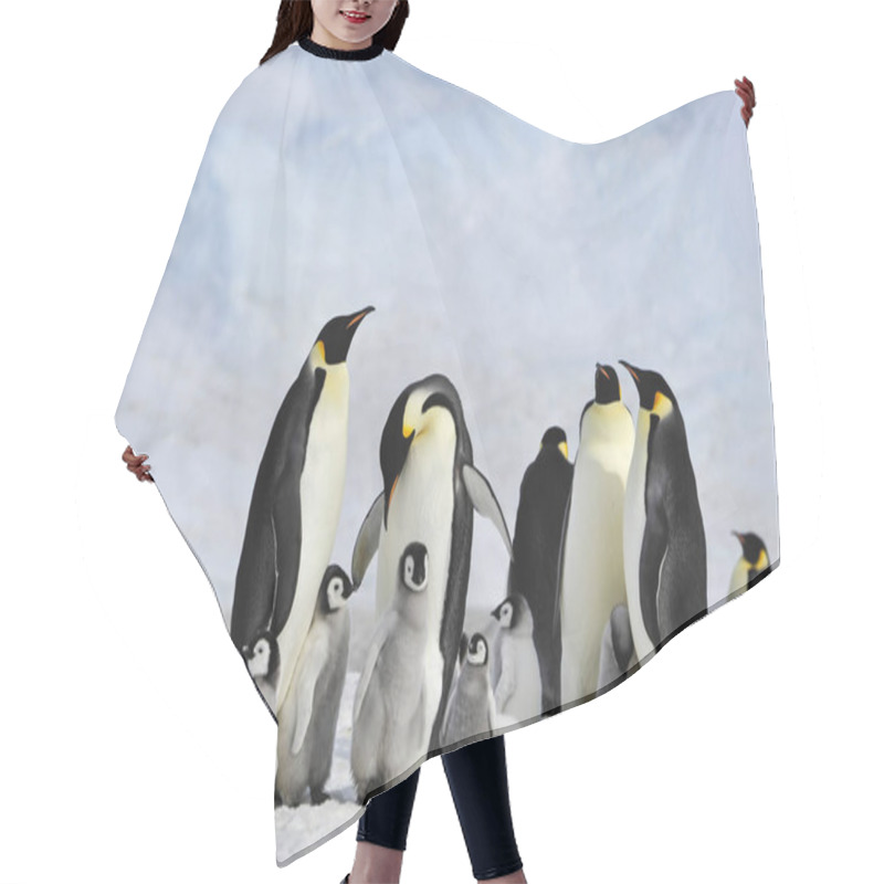 Personality  Emperor Penguins With Chick Hair Cutting Cape