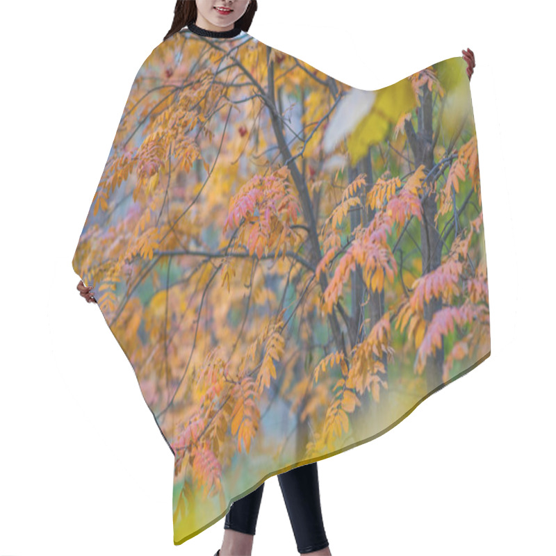 Personality  The Delicate Details Of Orange-tinged Leaves On A Branch, Set Against A Blurred Backdrop Of Autumnal Foliage, A Harmonious Dance Of Fall's Fiery Hues. Hair Cutting Cape