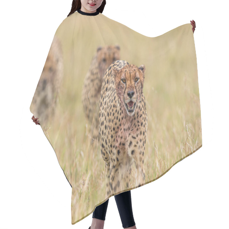 Personality  Cheetah In Masai Mara National Reserve Hair Cutting Cape