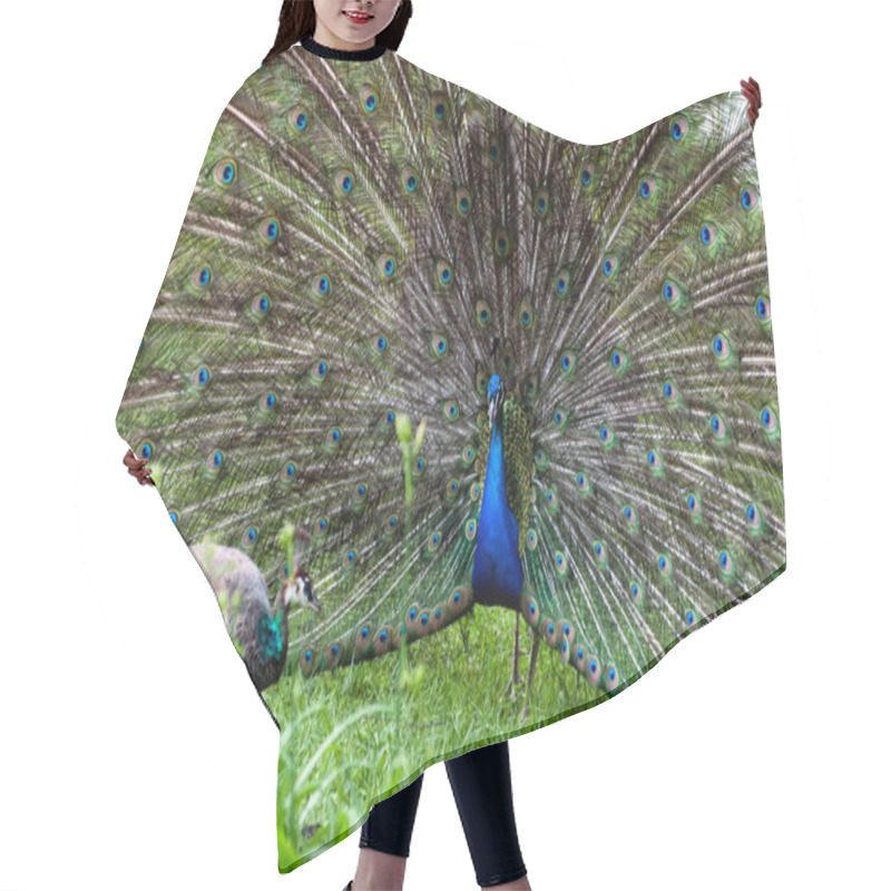 Personality  Peacock Couple (Pavo Cristatus) Hair Cutting Cape