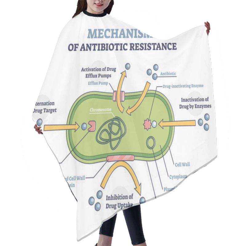 Personality  Antibiotic Resistance Outline Diagram, Illustrated Mechanism In Bacteria Cell Hair Cutting Cape