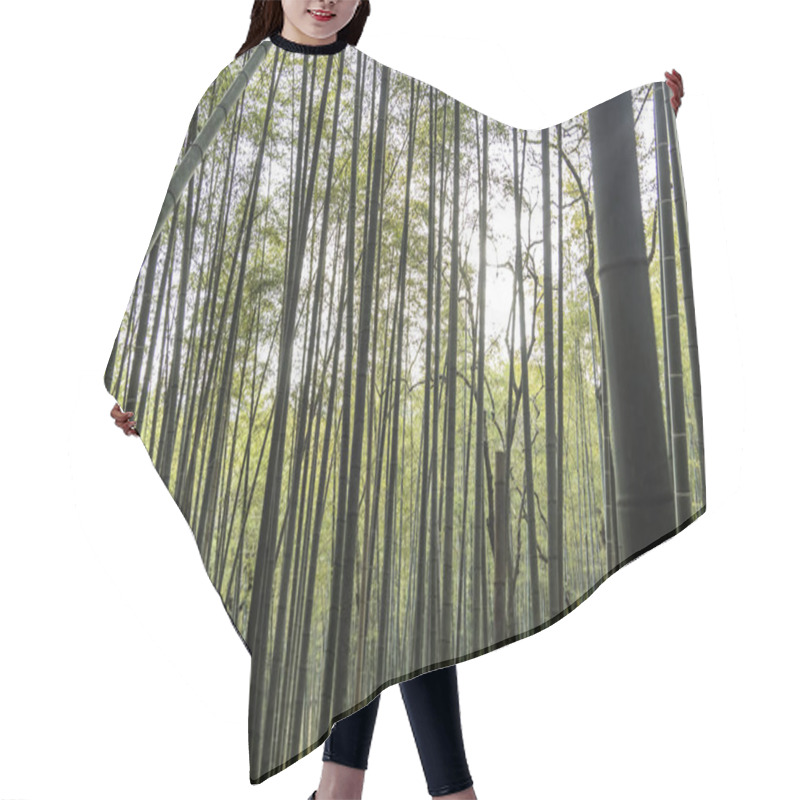 Personality  A Bamboo Forest In Kyoto, Japan . High Quality Photo Hair Cutting Cape