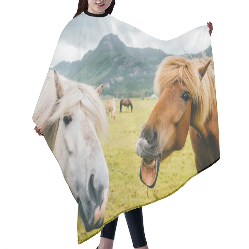 Personality  Wildlife In Norway. Scandinavian Fjord Beautiful Horses On Pasture Eat Grass On Field In Summer Rainy Weather. Cloudy Sky. Mountains On Background. Rocks. Funny Mammal Animals. Rural. Travel. Nature. Hair Cutting Cape