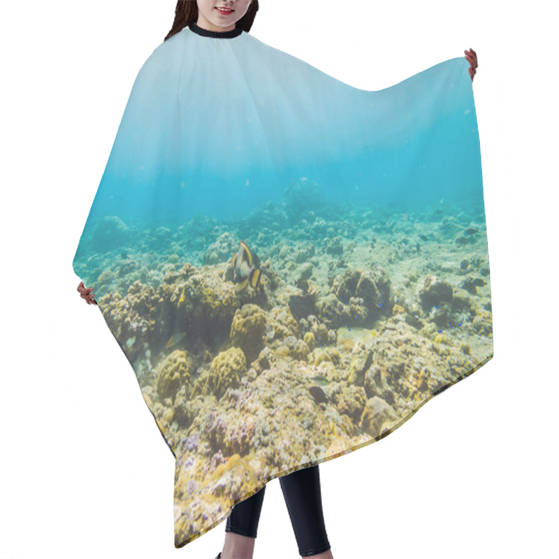 Personality  Underwater Life Landscape. Fish Shoal At Coral Reef Ocean Underwater Hair Cutting Cape