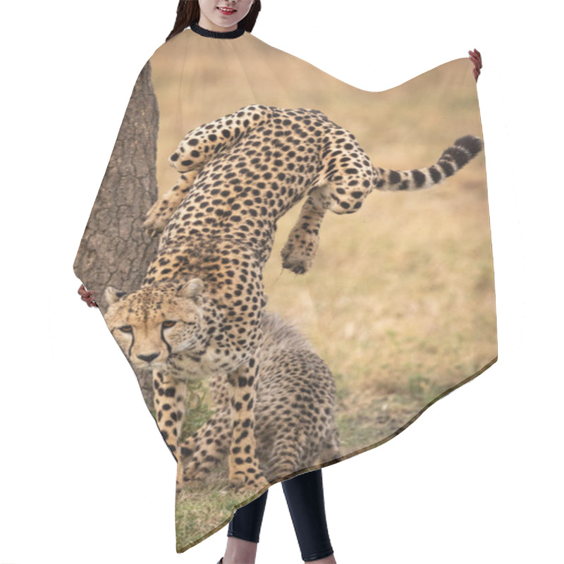 Personality  Cheetah Jumps Down From Tree Beside Cub Hair Cutting Cape