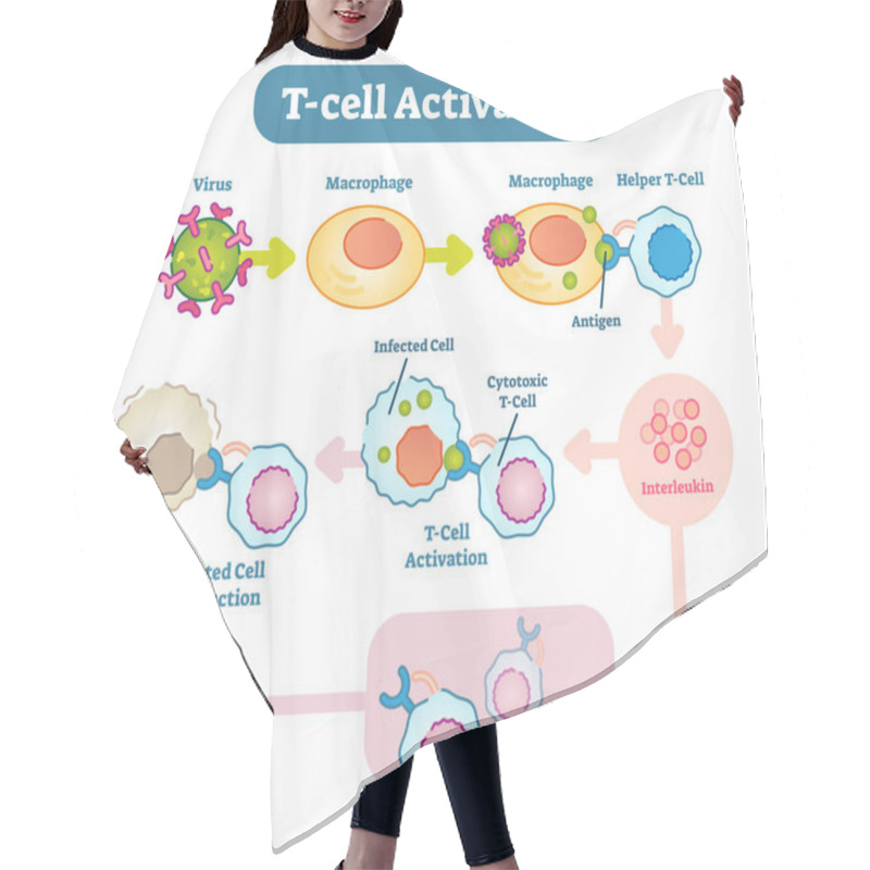 Personality  T-Cell Activation Diagram, Vector Scheme Illustration.  Hair Cutting Cape