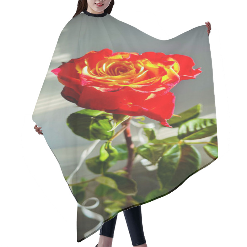 Personality  Macro Shot Of A Rose With Petals In Soft Gradient Shades, Surrounded By Vibrant Green Leaves. A Detailed, Natural, And Captivating Floral Image Showcasing Nature's Beauty. Hair Cutting Cape