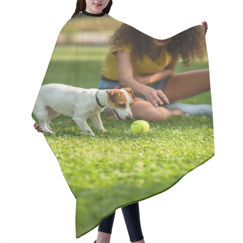 Personality  Selective Focus Of Young Woman Looking At Dog Near Tennis Ball Hair Cutting Cape