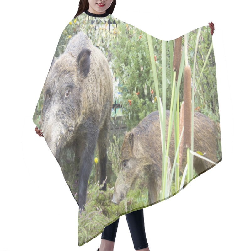 Personality  Wild Boars Hair Cutting Cape