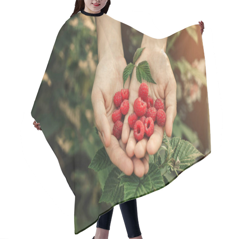 Personality  Female Hands Holding Fresh Red Raspberries On Background Branch Of Berries At Sunset. Freshly Harvest. Healthy Eating, Dieting Fruits, Toning, Close Up Hair Cutting Cape