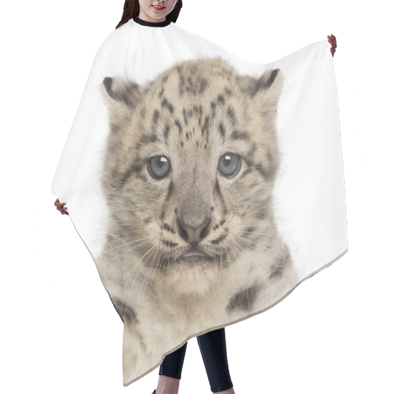 Personality  Snow Leopard Cub, Panthera Uncia, 1,5 Month Hair Cutting Cape