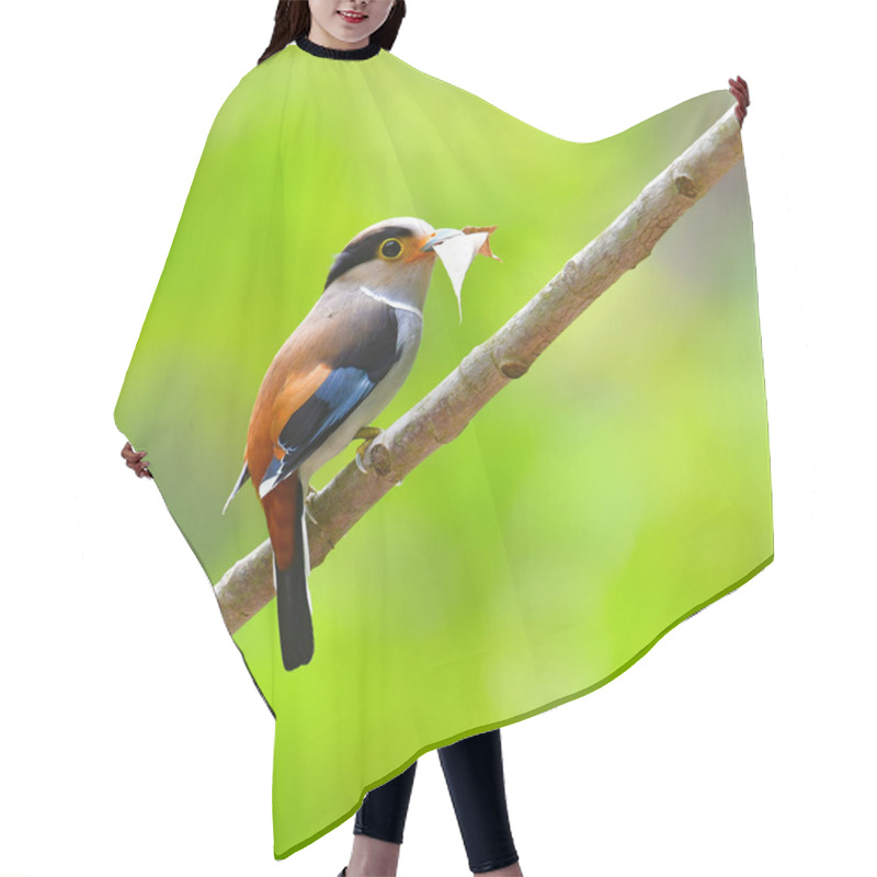 Personality  Silver-breasted Broadbill Bird Hair Cutting Cape