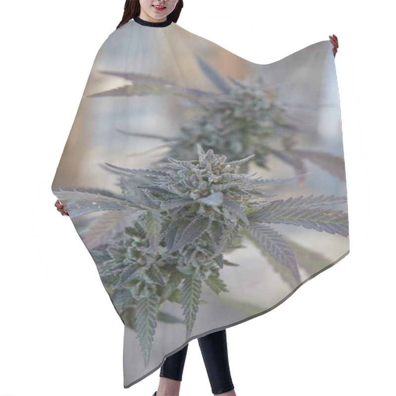 Personality  Vertical Closeup Shot Of A Marijuana Plant On Blurred Background Hair Cutting Cape