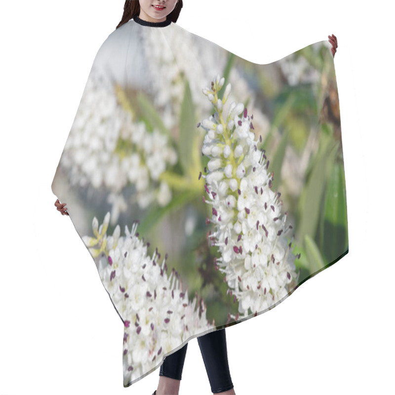 Personality  Close Up Of White Hebe Flowers In Bloom Hair Cutting Cape