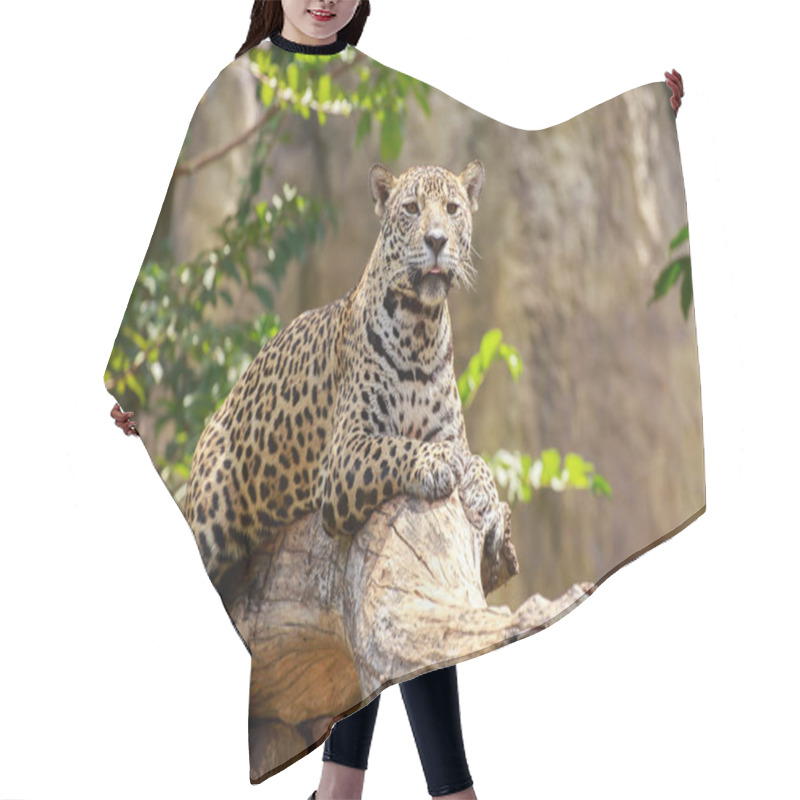 Personality  Jaguar On A Branch. Hair Cutting Cape