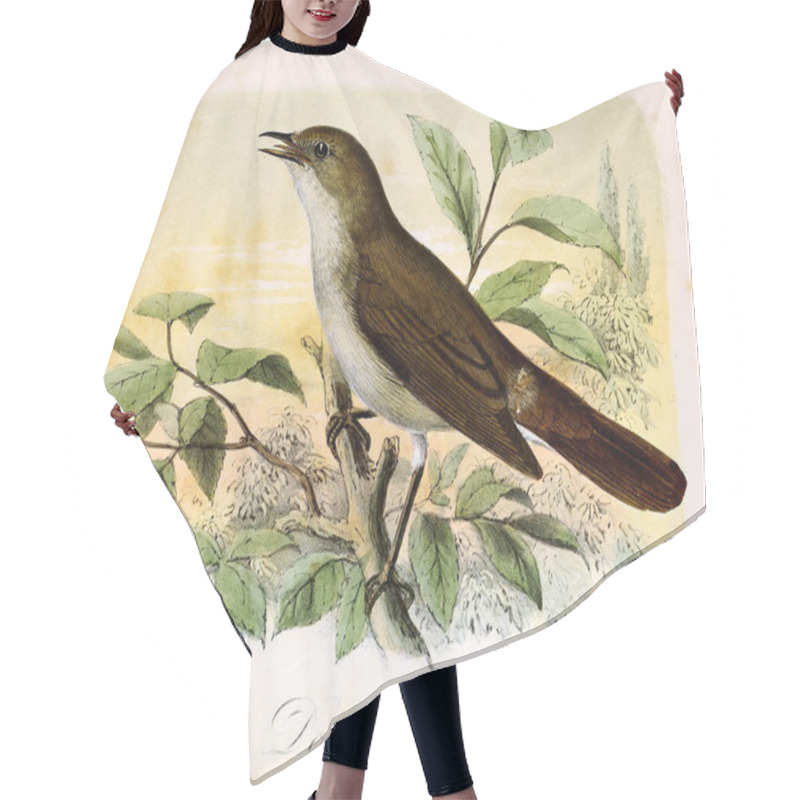 Personality  Illustration Of A Bird. Onze Vogels In Huis En Tuin Hair Cutting Cape