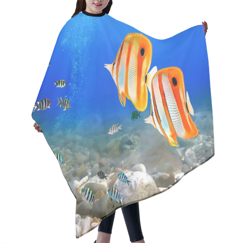 Personality  Copperband Butterflyfish Hair Cutting Cape