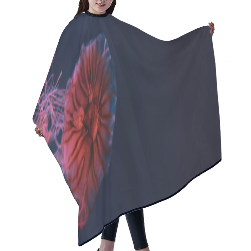 Personality  Panoramic Shot Of Compass Jellyfish With Tentacles In Pink Neon Light On Dark Background Hair Cutting Cape