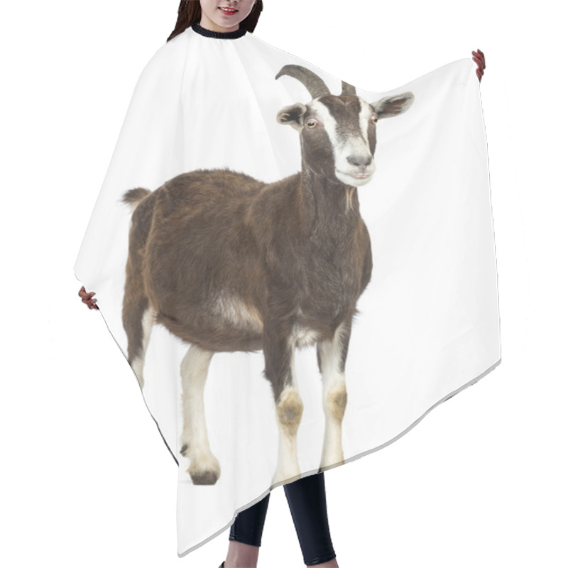 Personality  Toggenburg Goat Looking Away Against White Background Hair Cutting Cape