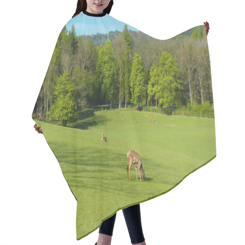 Personality  A Herd Of Deer On A Green Pasture At The Sunset Hair Cutting Cape