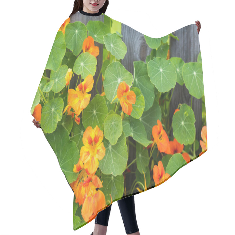 Personality  Nasturtium In Glory By A Cedar Fence In A Raised Garden, Hair Cutting Cape