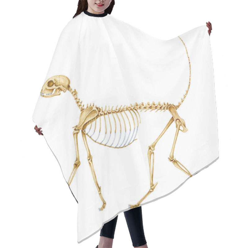 Personality  Cat Skeleton With Detailed Bones On White Background. Anatomy Of A Cat Science Image. Realistic Detailed Illustration. Feline Inner Anatomy Structure For Study, Print, Table, Chart Design. Hair Cutting Cape