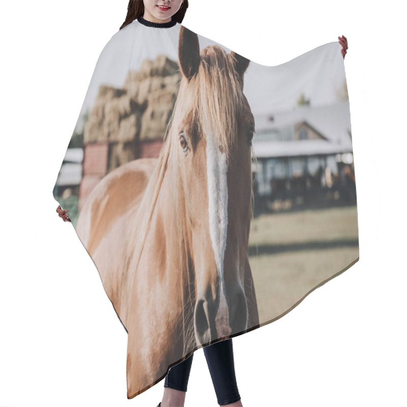 Personality  Portrait Of Beautiful Brown Horse Grazing On Meadow In Countryside Hair Cutting Cape