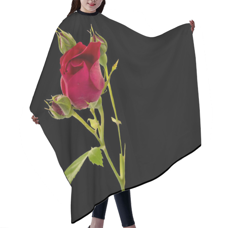 Personality  Flower Rose On A Black Hair Cutting Cape