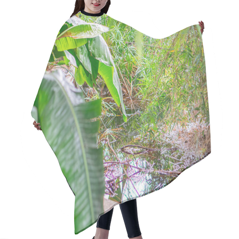 Personality  Image Of Tranquil, Verdant Scene With Water Body Reflecting Greenery And Surrounding Tropical Vegetation, A Hair Cutting Cape