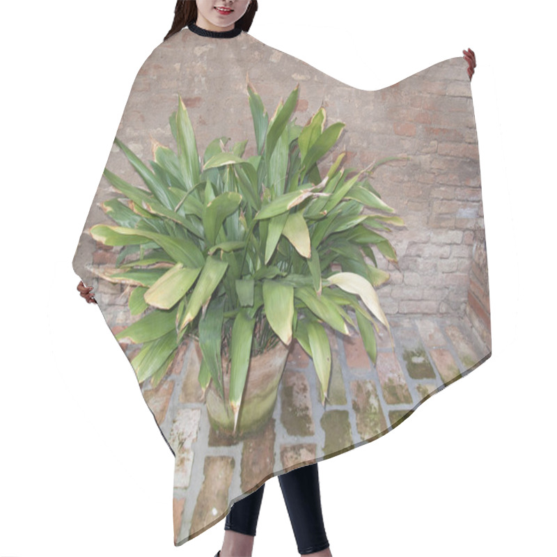 Personality  Aspidistra Elatior In A Flower Pot Hair Cutting Cape