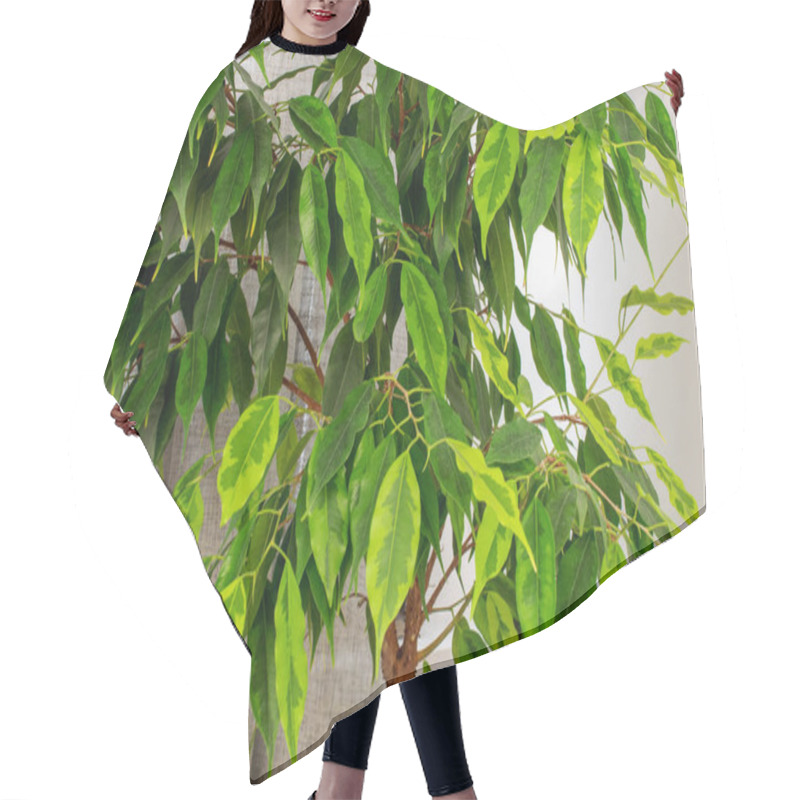 Personality  One Ficus Benjamin, Close-up. Hair Cutting Cape