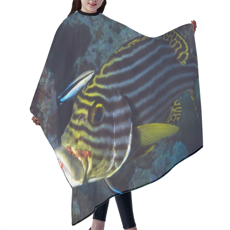 Personality  Oriental Sweetlips Hair Cutting Cape