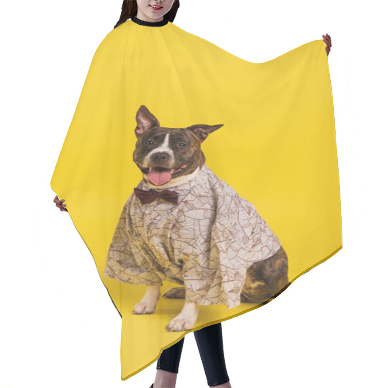 Personality  Purebred Staffordshire Bull Terrier In Cape With Bow Tie Sitting On Yellow Hair Cutting Cape