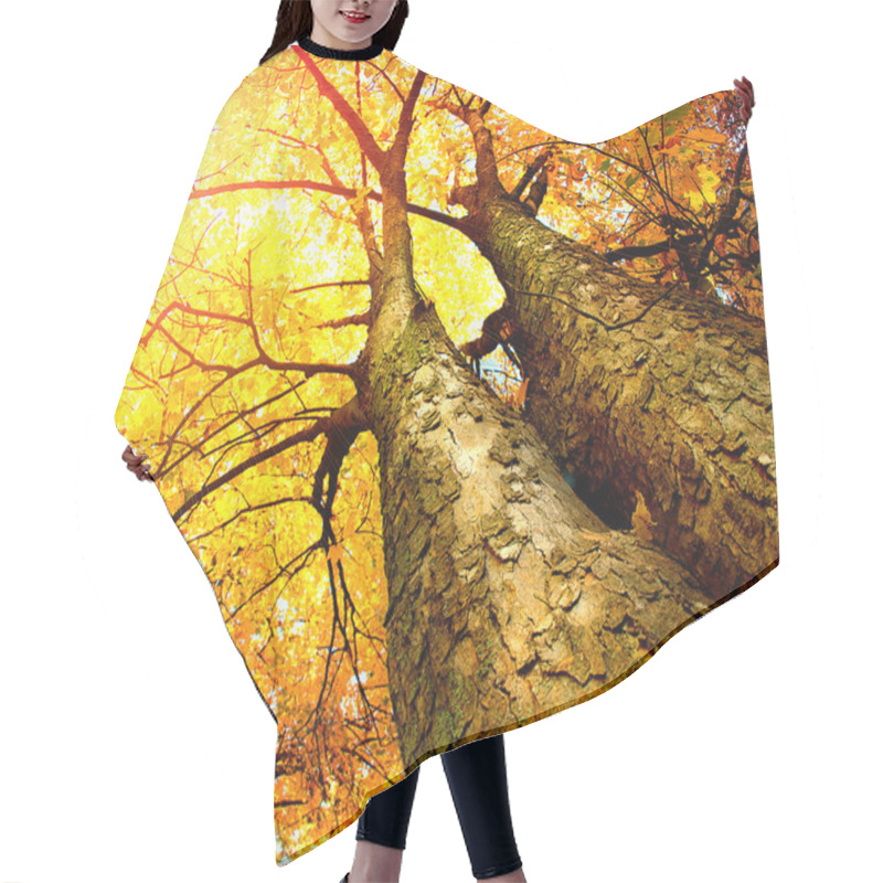 Personality  Autumn Trees. Fall Hair Cutting Cape