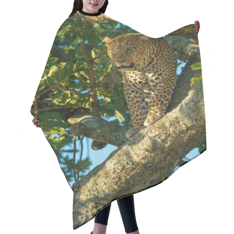 Personality  Leopard Stands On Branch In Dappled Sunlight Hair Cutting Cape