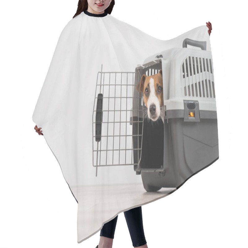 Personality  Jack Russell Terrier Dog Peeking Out Of Travel Cage Hair Cutting Cape