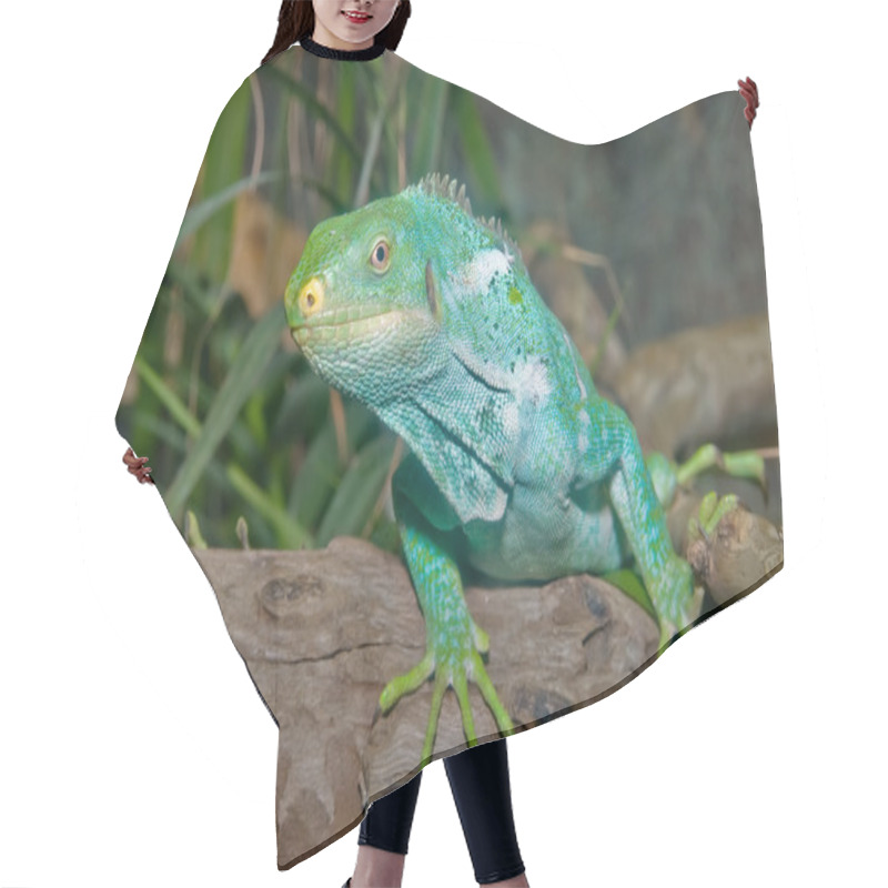 Personality  Green Iguana Hair Cutting Cape