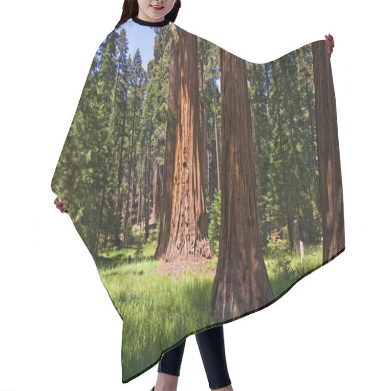 Personality  Sequoia National Park With Old Huge Sequoia Trees Like Redwoods Hair Cutting Cape